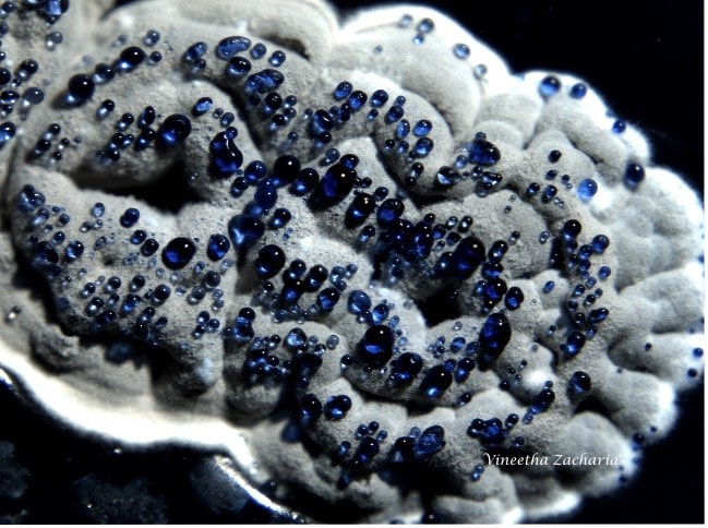 Red, White, and Blue Microbes | Joyful Microbe